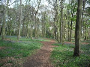 Bluebells in Wanstead Park