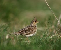 skylark